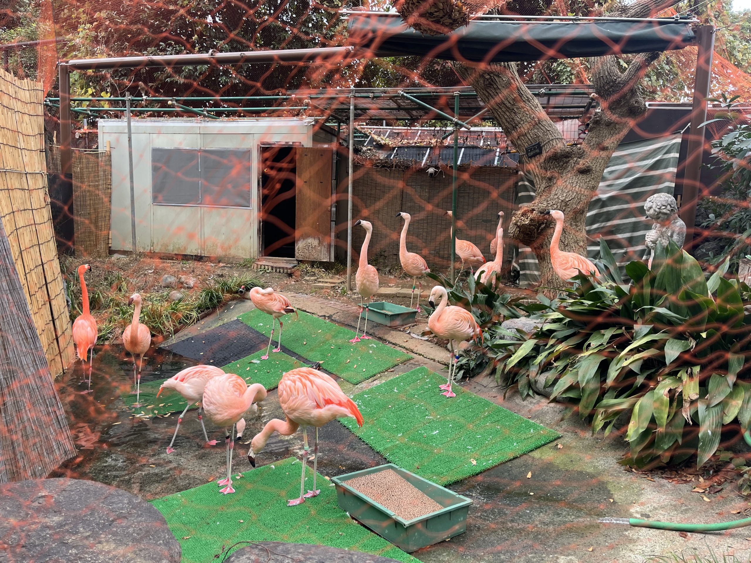 2025/11/29 プリティーシリーズ Crossing Live 2025